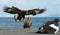 Juvenile Steller`s sea eagle landed.