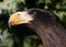 Juvenile Steller\'s Sea Eagle Portrait