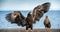 Juvenile Steller`s sea eagle spreading wings. Front view. Scientific name: Haliaeetus pelagicus. Blue ocean background. Natural