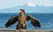 Juvenile Steller`s sea eagle. Winter.