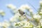 Juvenile Stonechat, Saxicola rubicola, bird singing