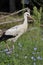 Juvenile stork surrounded by cornflowers, looking at the camera