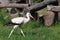 Juvenile stork surrounded by grass and logs in background