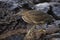 Juvenile Striated Heron stalking its prey