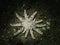 Juvenile Sunflower Star Pycnopodia helianthoides