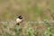 Juvenile swallow on barbedwire