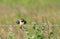 Juvenile swallow flapping wings on barbedwire