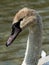 Juvenile Swan