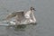 A juvenile swan landing in the River Itchen