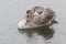 A juvenile swan in the rain