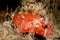 juvenile tasseled scorpionfish fish