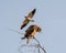 Juvenile Tawny Eagle