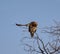 Juvenile Tawny Eagle