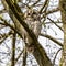 Juvenile tawny owl, Strix aluco perched on a twig