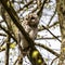 Juvenile tawny owl, Strix aluco perched on a twig