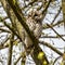 Juvenile tawny owl, Strix aluco perched on a twig