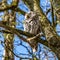 Juvenile tawny owl, Strix aluco perched on a twig