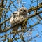 Juvenile tawny owls, Strix aluco perched on a twig