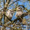 Juvenile tawny owls, Strix aluco perched on a twig
