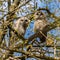 Juvenile tawny owls, Strix aluco perched on a twig