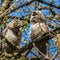 Juvenile tawny owls, Strix aluco perched on a twig