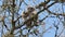 Juvenile tawny owls, Strix aluco perched on a twig. This brown owl is a stocky, medium-sized owl