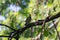 Juvenile thrush on a branch