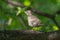 Juvenile thrush on a tree