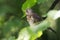 Juvenile thrush on a tree branch