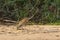 Juvenile Tiger Heron