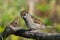 Juvenile tree sparrow bird