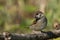 Juvenile tree sparrow bird