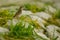 Juvenile Tree sparrow Passer montanus standing on a stone