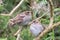 Juvenile Tree Sparrow Waiting to be Fed