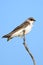 Juvenile Tree Swallow