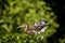 Juvenile tricolored heron Egretta tricolor