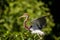 Juvenile tricolored heron Egretta tricolor