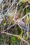 Juvenile tricolored heron perching on a tree branch.Anhinga trail.Florida.USA