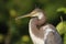 Juvenile tricolored heron relaxing in Florida,USA