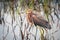 A juvenile Tricolored Heron wades