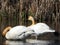 Juvenile Trumpeter Swans in Montezuma marsh