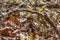 Juvenile tufted titmouse bird closeup