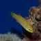 Juvenile Two Spot Hogfish Closeup