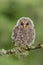 Juvenile Ural Owl