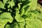 A juvenile variety of bumpy leaf kale . Dinosaur kale