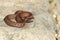 Juvenile vipera berus on stone