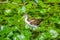 Juvenile wattled Jacana Jacana Jacana walking on water plants