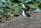 Juvenile Wattled Jacanas Jesus Bird
