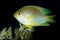 juvenile wedgespot damsel damselfish