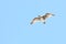 Juvenile Western gull against blue sky  7